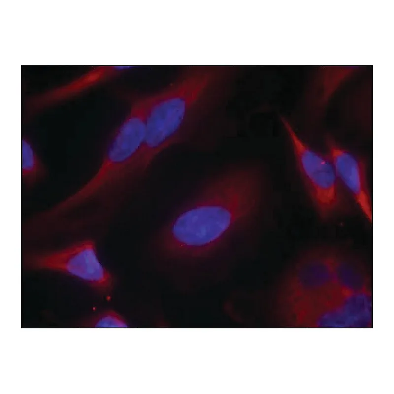 Merck Anti-PRKD1 (Ab-738) antibody produced in rabbit