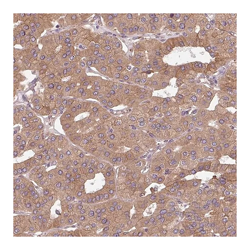 Merck Anti-FAT4 antibody produced in rabbit