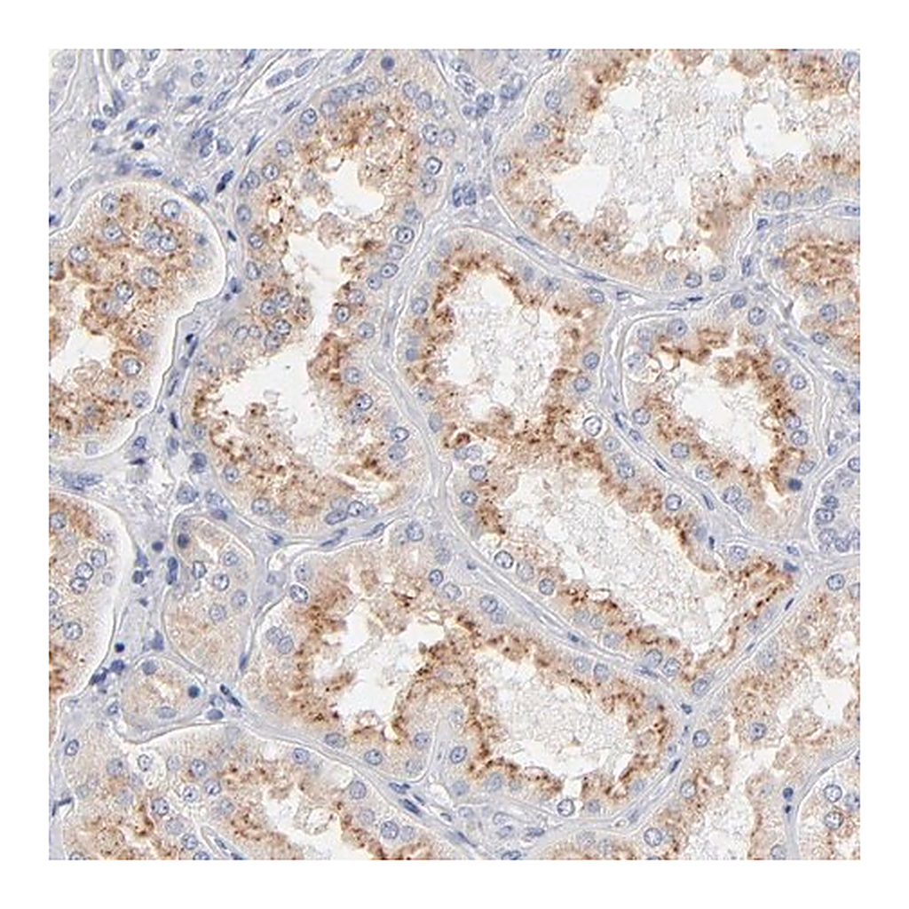 Merck Anti-F12 antibody produced in rabbit