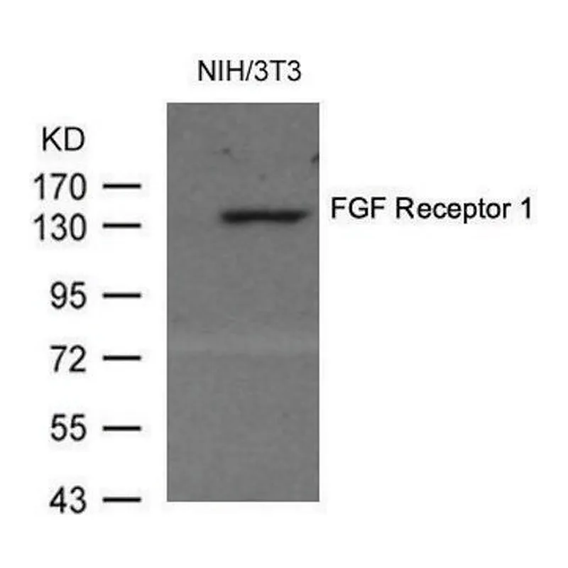 Merck Anti-FGFR1 (Ab-154) antibody produced in rabbit
