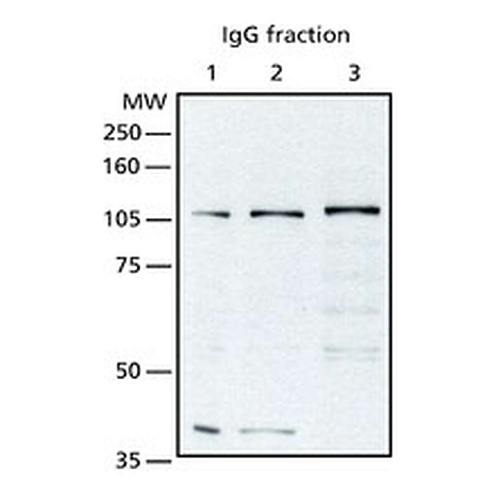 Merck ANTI-OGINAC TRANSFERASE (OGT) (TI-14)