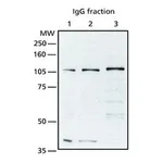 Merck ANTI-OGINAC TRANSFERASE (OGT) (TI-14)
