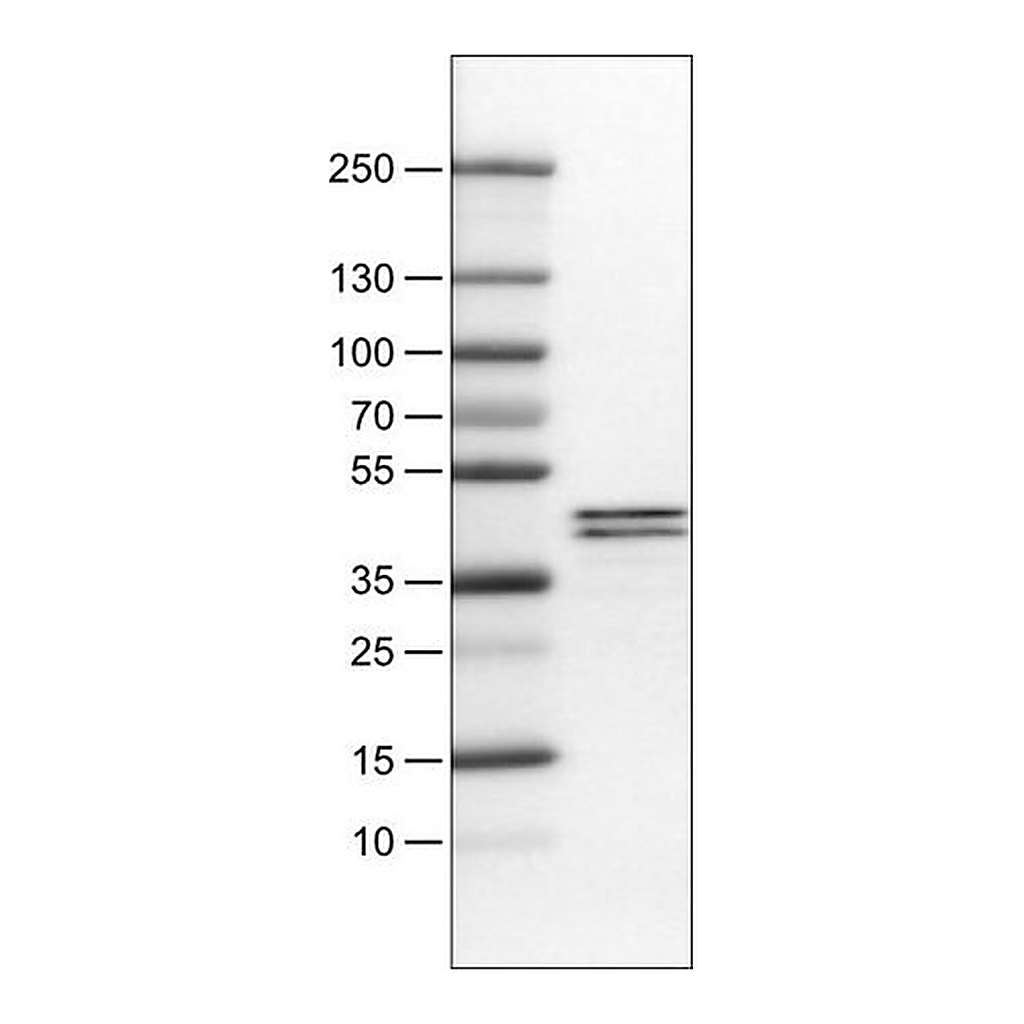 Merck Monoclonal Anti-APOL1 antibody produced in mouse