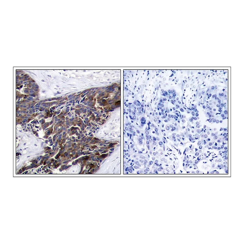 Merck Anti-phospho-GJA1 (pSer368) antibody produced in rabbit
