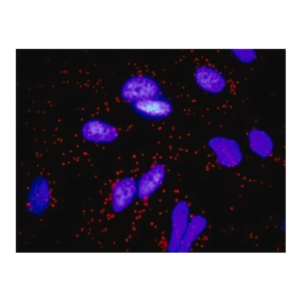 Merck Monoclonal Anti-FGF10 antibody produced in mouse