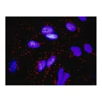 Merck Monoclonal Anti-FGF10 antibody produced in mouse