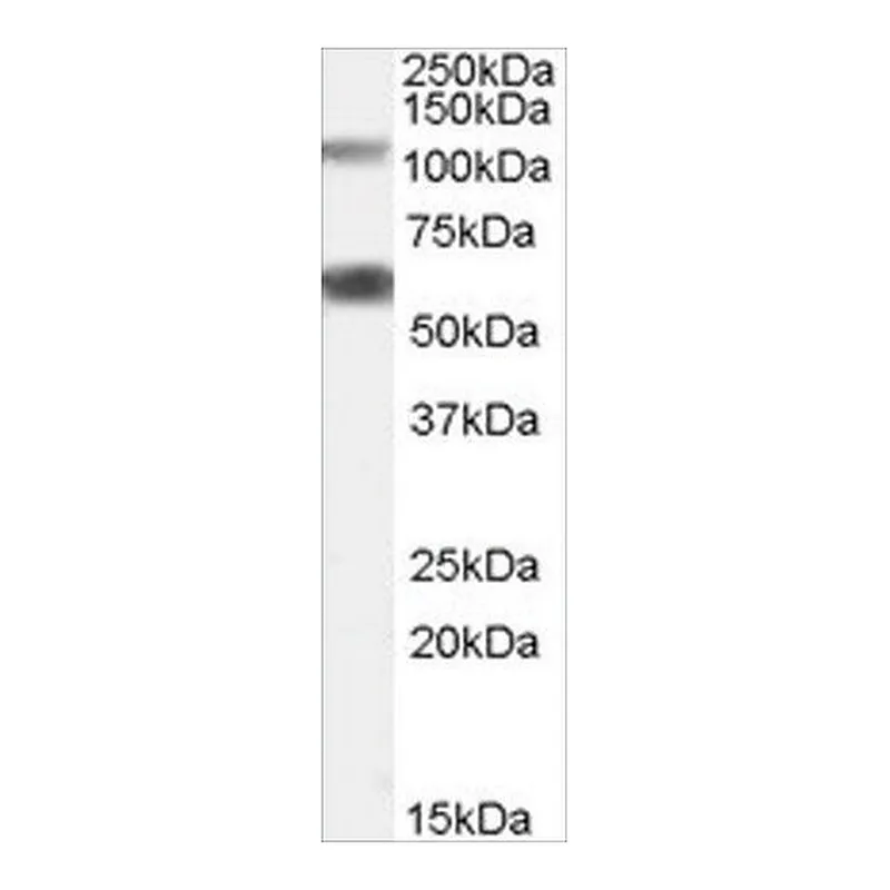 Merck Anti-OGT antibody produced in goat