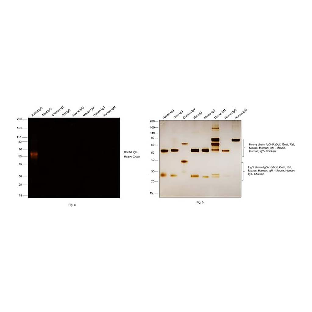 Thermo Fisher Scientific F(ab`)2-Goat anti-Rabbit IgG (H+L) Secondary Antibody, Qdot 605