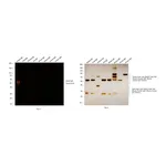 Thermo Fisher Scientific F(ab`)2-Goat anti-Rabbit IgG (H+L) Secondary Antibody, Qdot 605