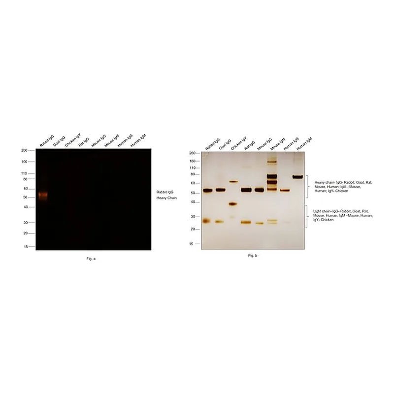 Thermo Fisher Scientific F(ab`)2-Goat anti-Rabbit IgG (H+L) Secondary Antibody, Qdot 605