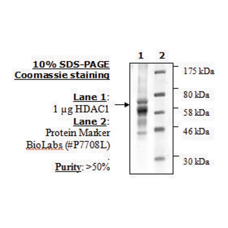 Merck HDAC-1 human