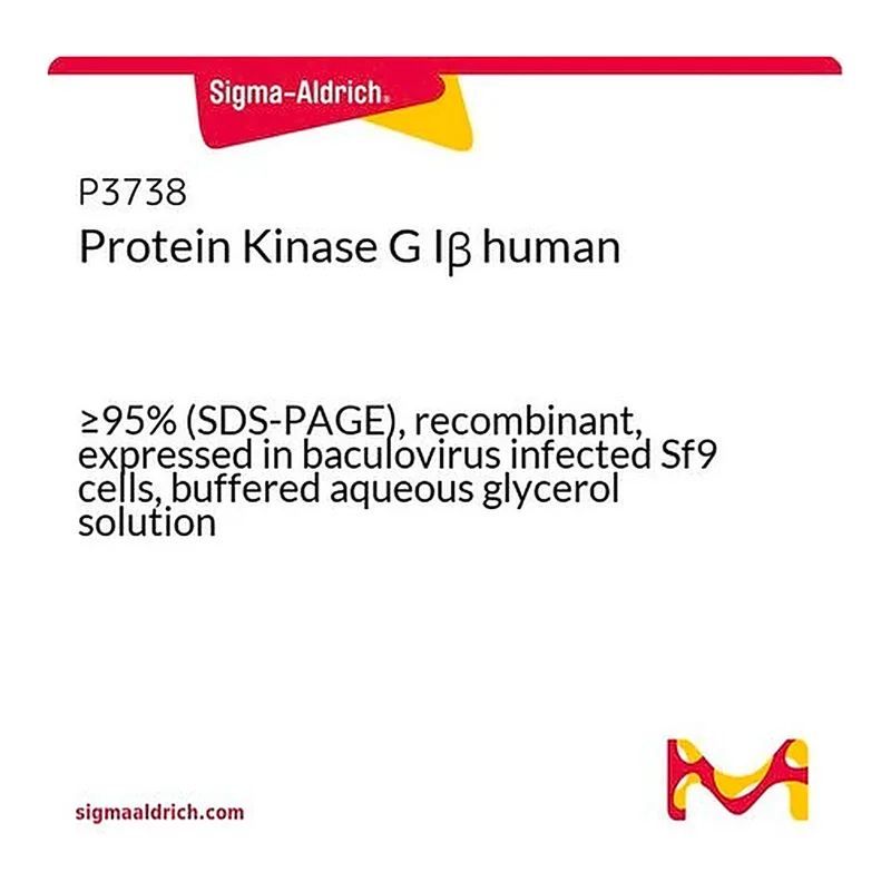 Merck Protein Kinase G Ibeta human