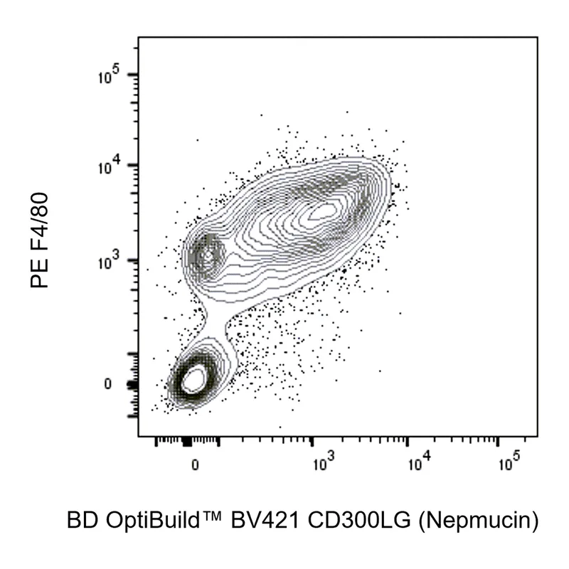 BD BV421 Rat Anti-Mouse CD300LG (Nepmucin)