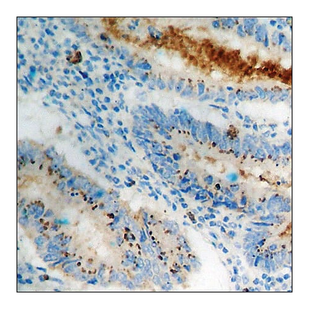 Merck Anti-phospho-Cortactin (pTyr466) antibody produced in rabbit