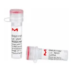 Merck MISSION(R) esiRNA