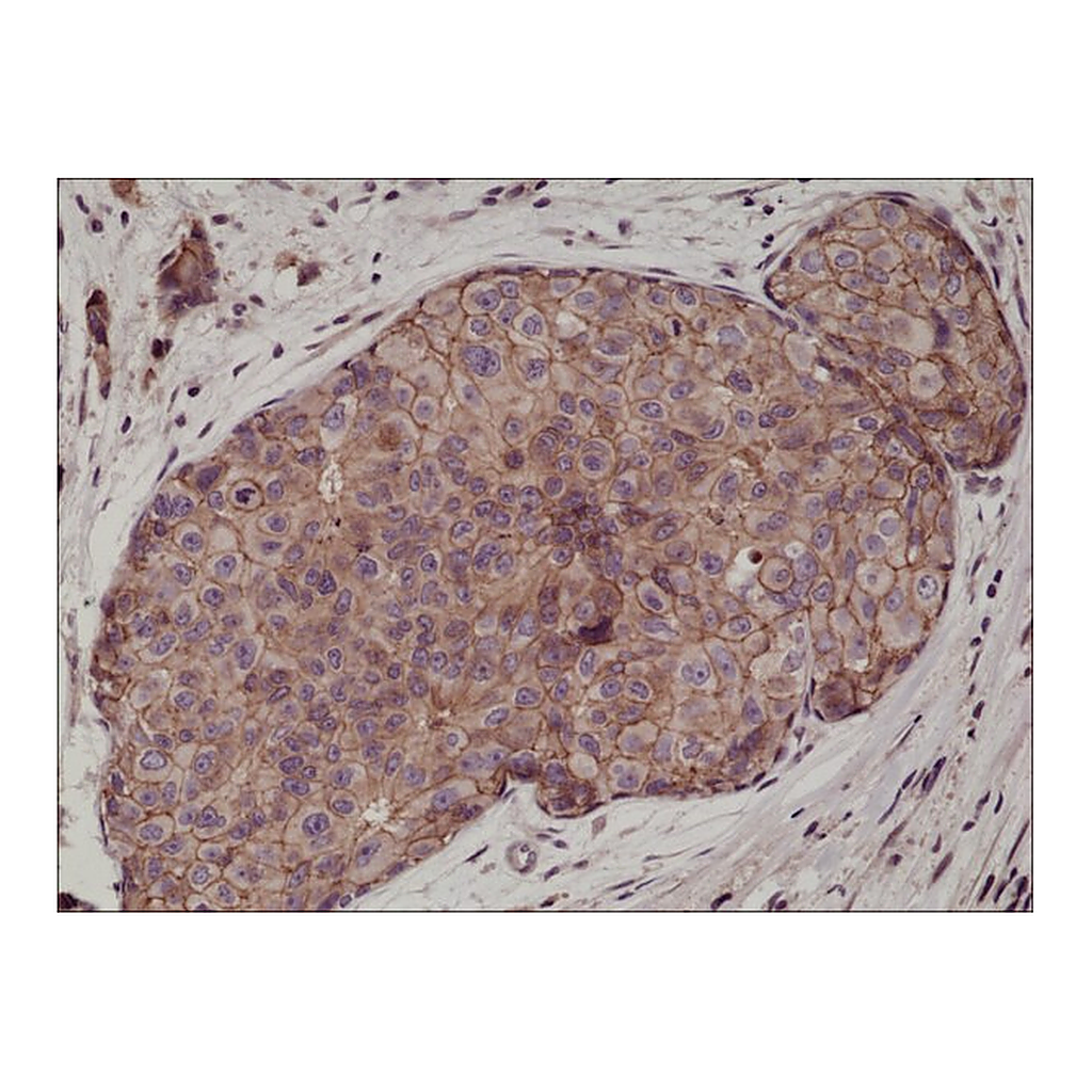 Merck Anti-E-Cadherin (CDH1) antibody, Rabbit monoclonal