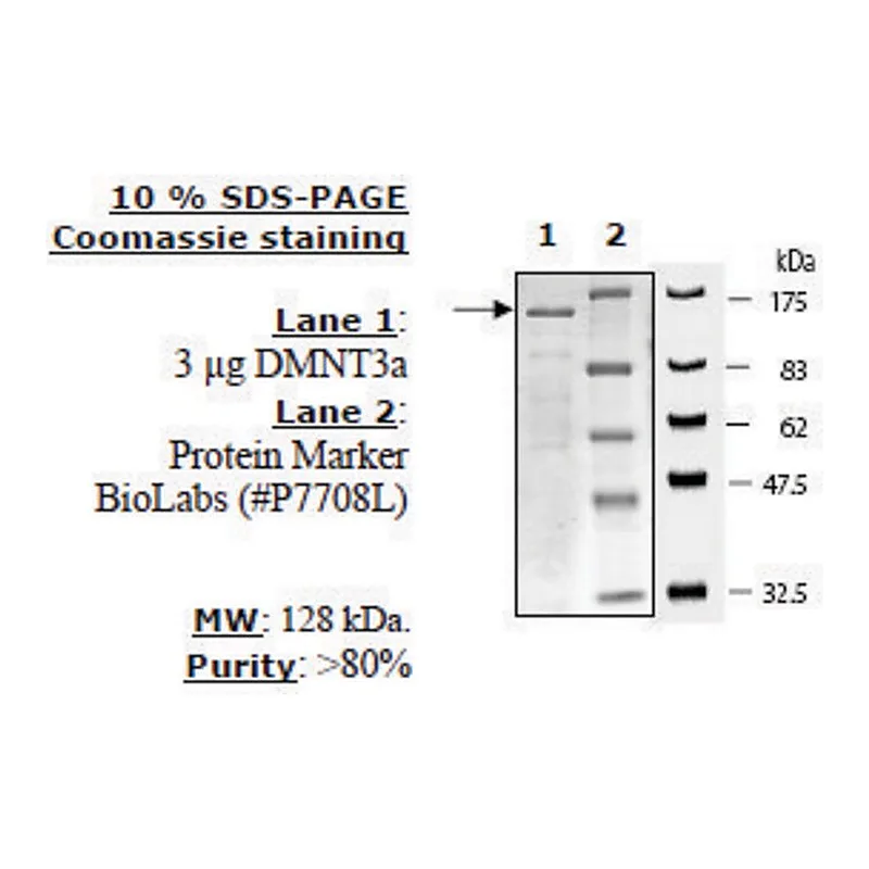 Merck DNMT3a Active human