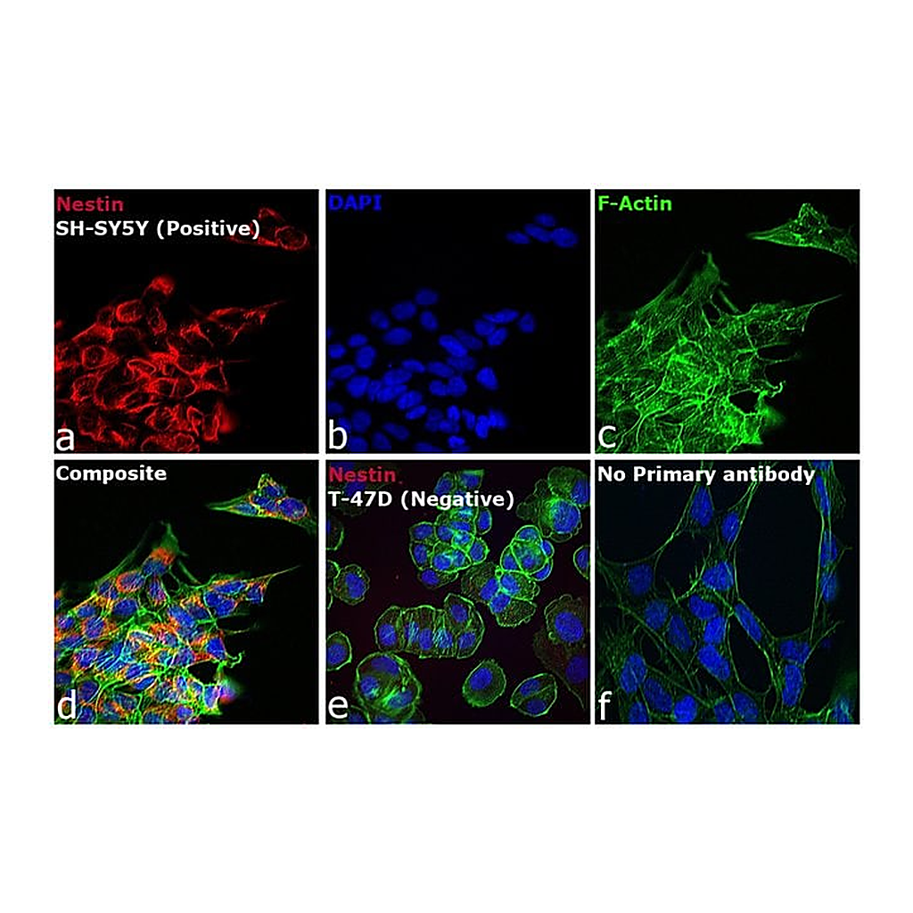 Thermo Fisher Scientific Goat anti-Mouse IgG (H+L) Cross-Adsorbed Secondary Antibody, Cyanine3