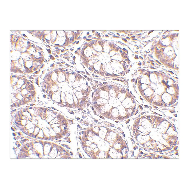 Merck Anti-STEAP2 antibody produced in rabbit