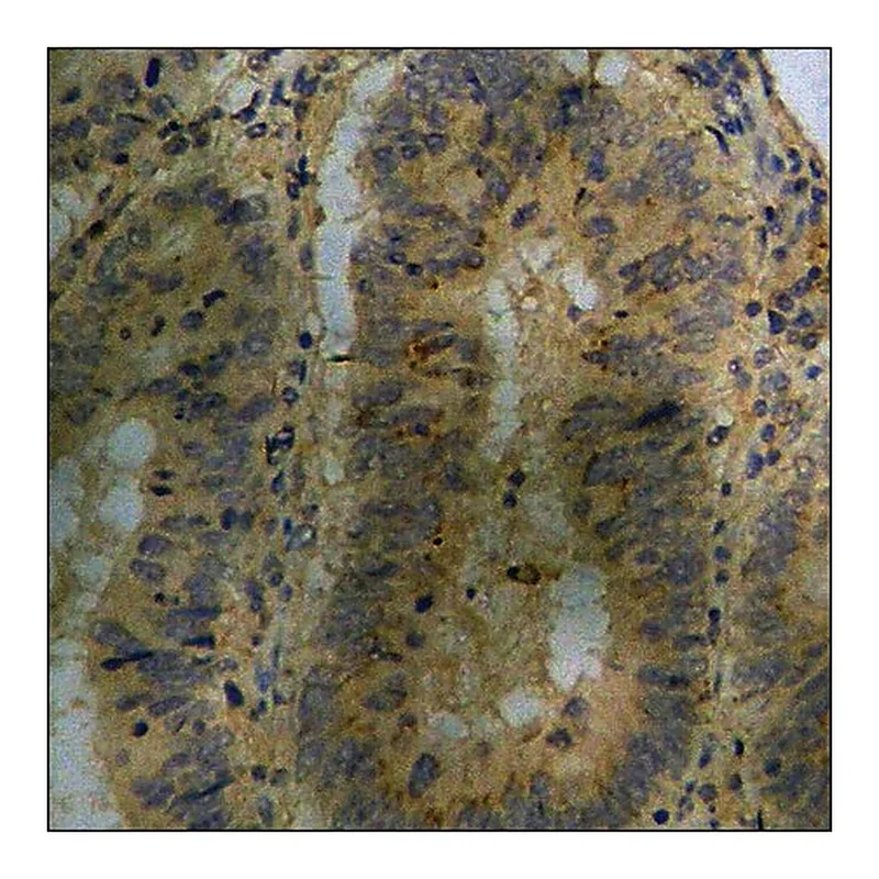 Merck Anti-phospho-AMPK alpha (pThr172) antibody produced in rabbit