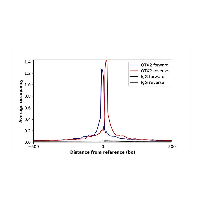 Merck Anti-OTX2 antibody produced in rabbit