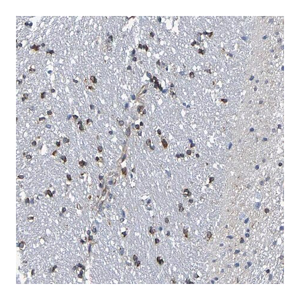 Merck Anti-TMCC3 antibody produced in rabbit