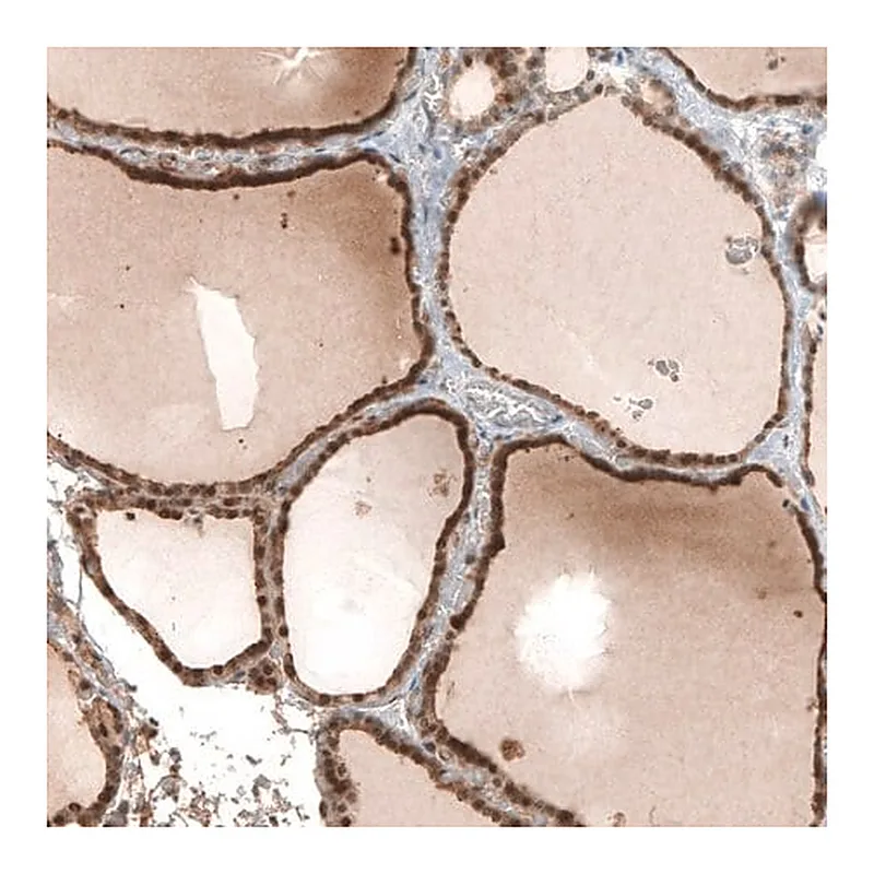 Merck Anti-STC1 antibody produced in rabbit