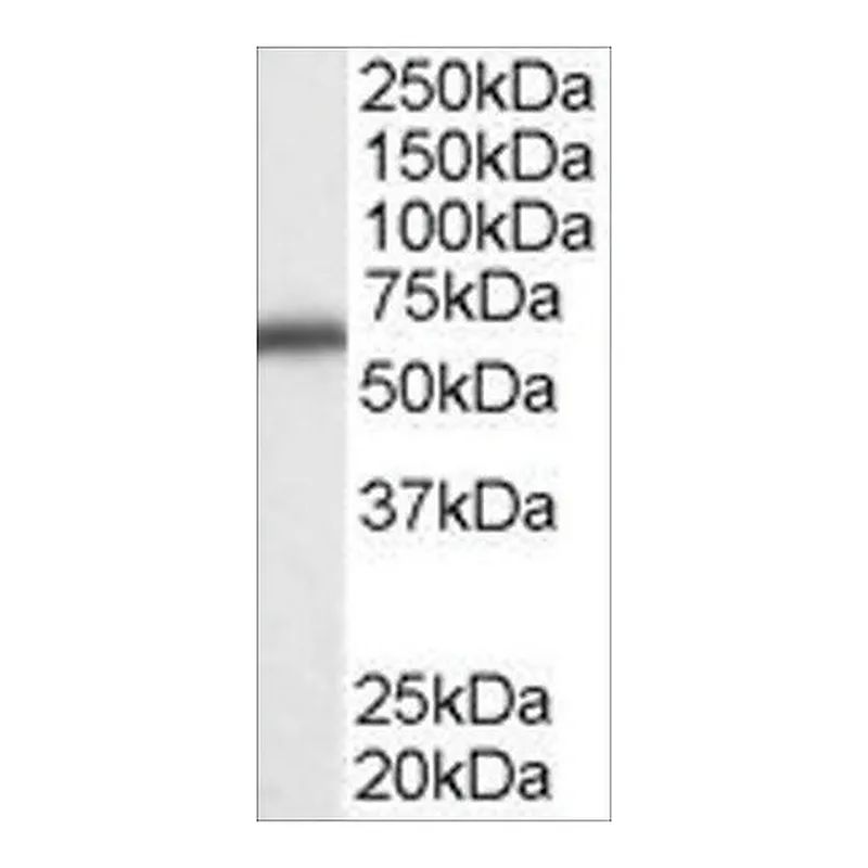 Merck Anti-DDX5/P68 RNA helicase antibody produced in goat