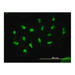 Merck Monoclonal Anti-HDAC11 antibody produced in mouse