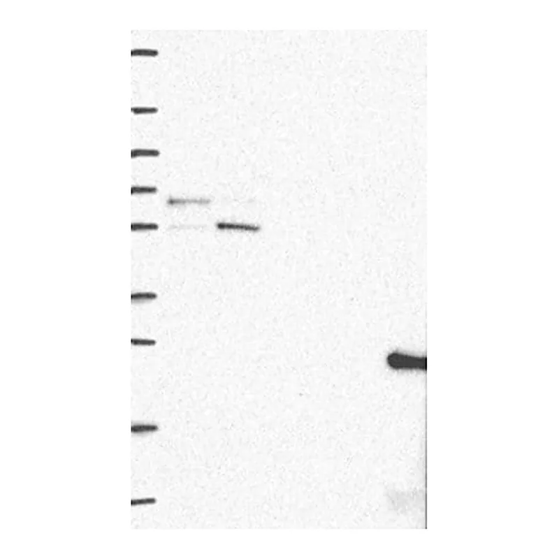 Merck Anti-RMDN3 antibody produced in rabbit