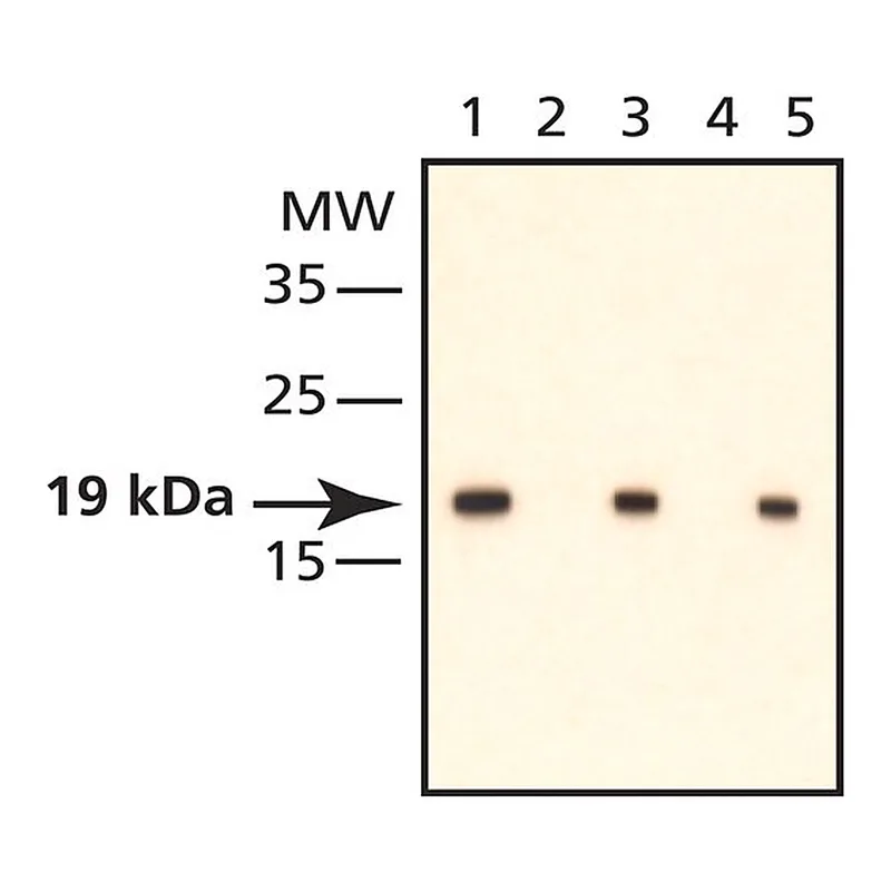 Merck Anti-phospho-Cofilin (pSer3) antibody produced in rabbit