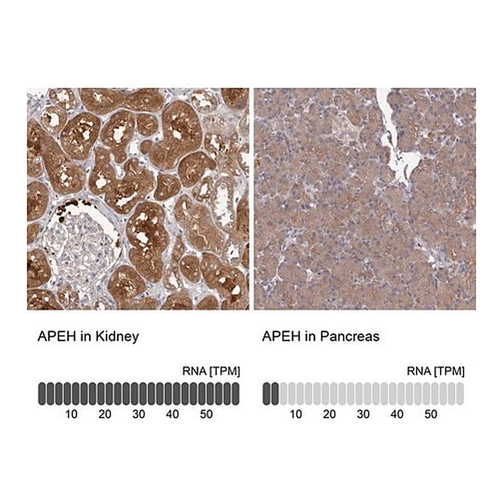 Merck Anti-APEH antibody produced in rabbit