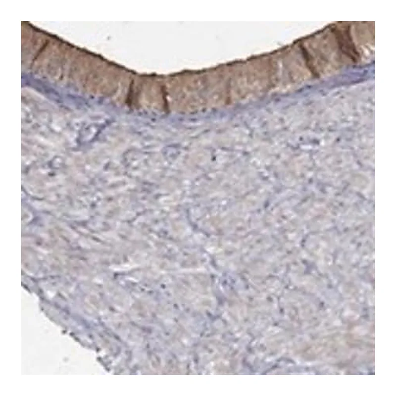 Merck Anti-EMILIN3 antibody produced in rabbit