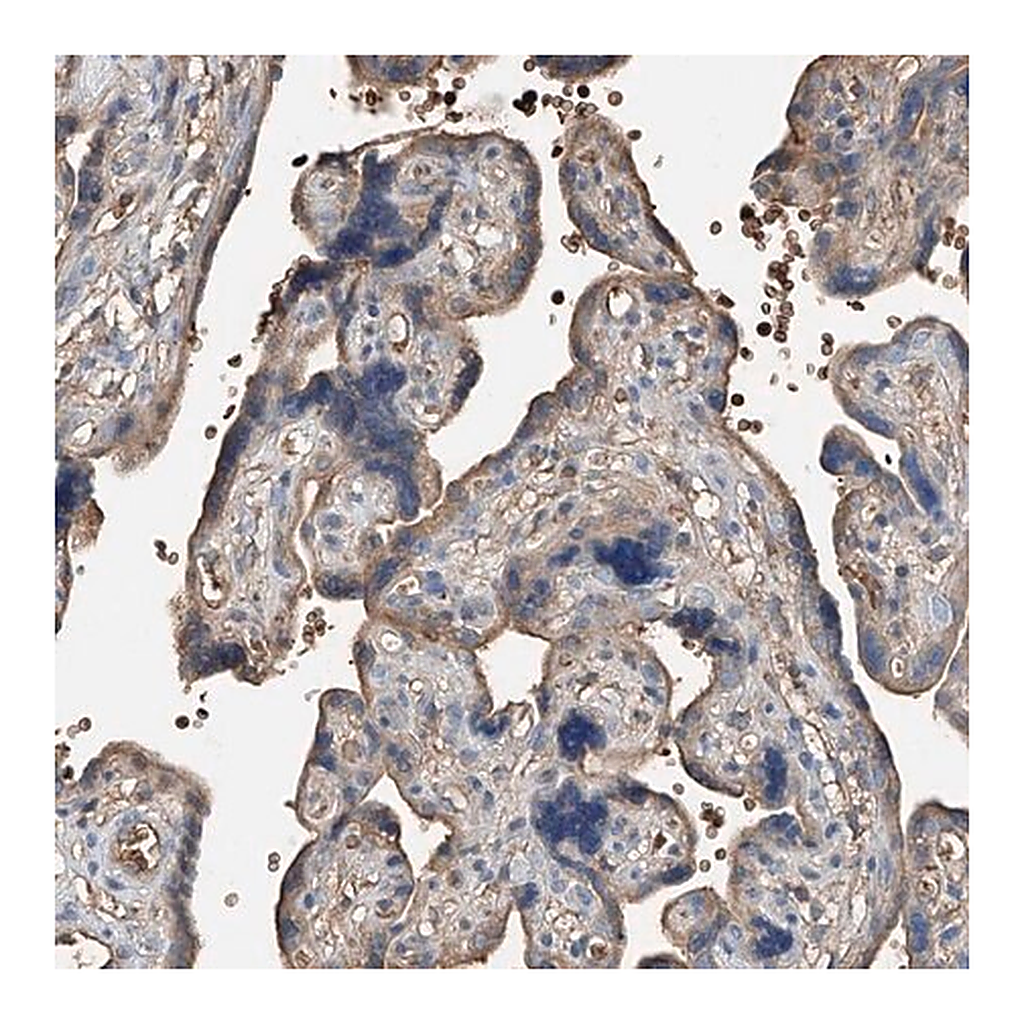 Merck Anti-PRSS23 antibody produced in rabbit