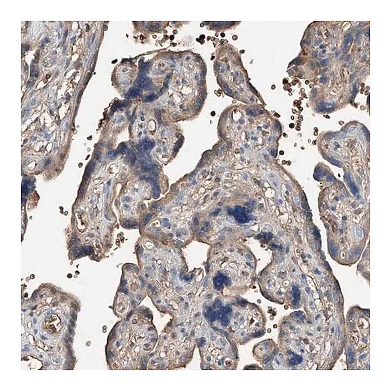 Merck Anti-PRSS23 antibody produced in rabbit