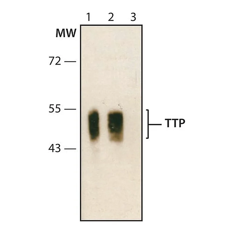 Merck Anti-TTP (C-terminal) antibody produced in rabbit