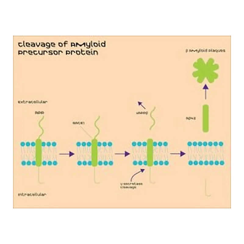 Merck BACE1 ACTIVITY ASSAY KIT (FRET)