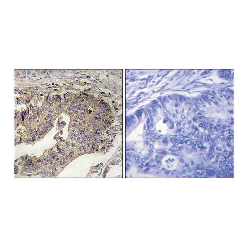 Merck Anti-Fibrillin-1 antibody produced in rabbit