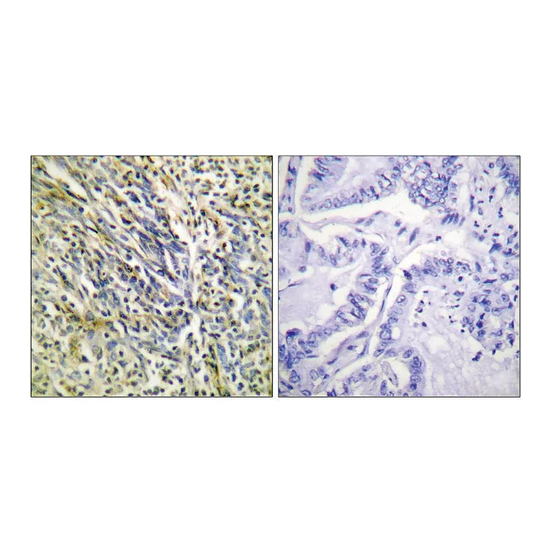 Merck Anti-Aggrecan (Cleaved-Asp369), N-Terminal antibody produced in rabbit