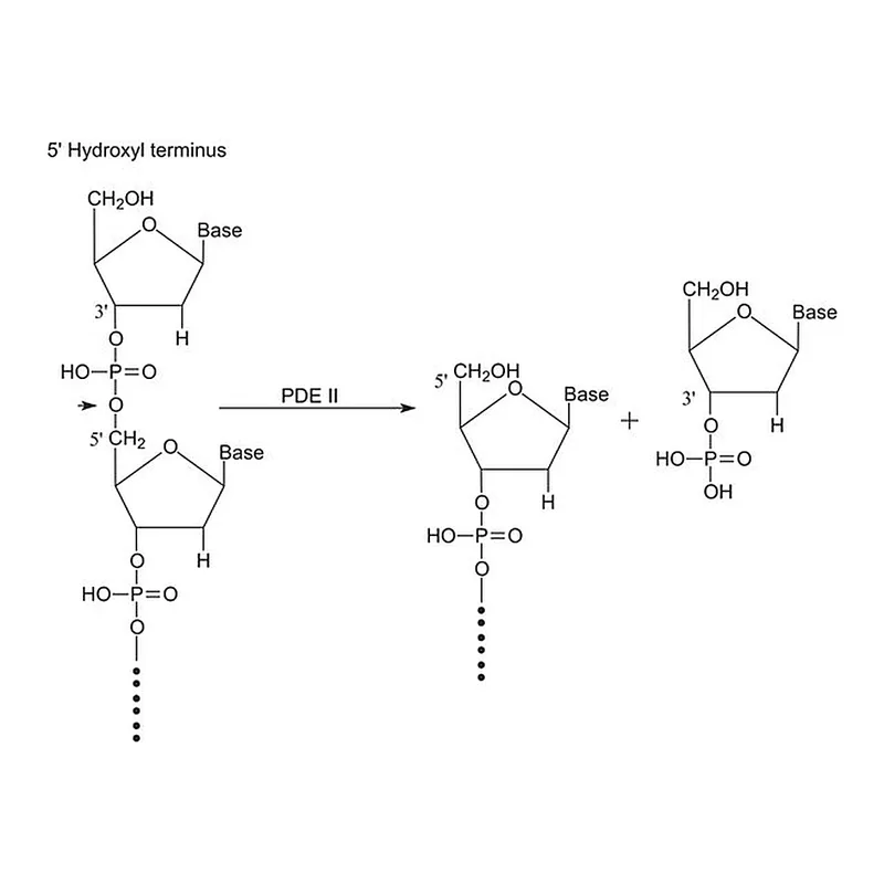 Merck Phosphodiesterase II from bovine spleen