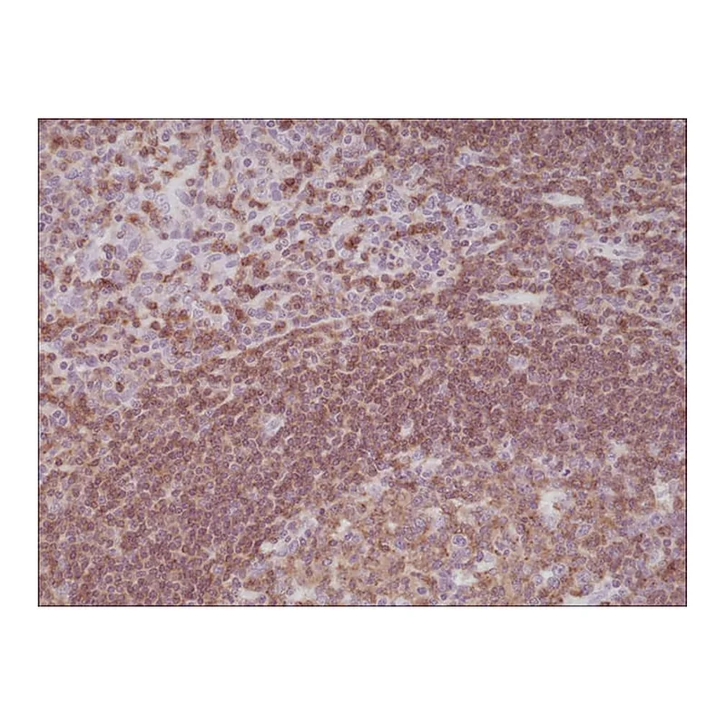 Merck Anti-CD45 antibody, Rabbit Monoclonal