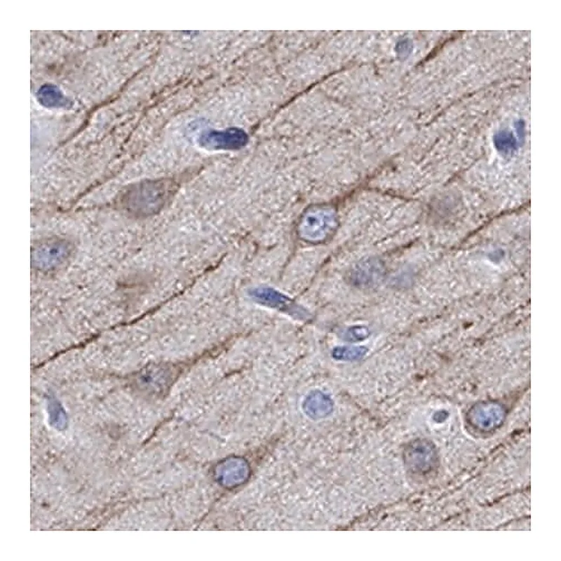 Merck Anti-CAMK2N2 antibody produced in rabbit