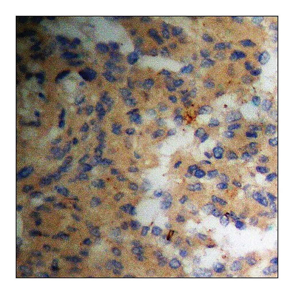 Merck Anti-phospho-Pin1 (pSer16) antibody produced in rabbit