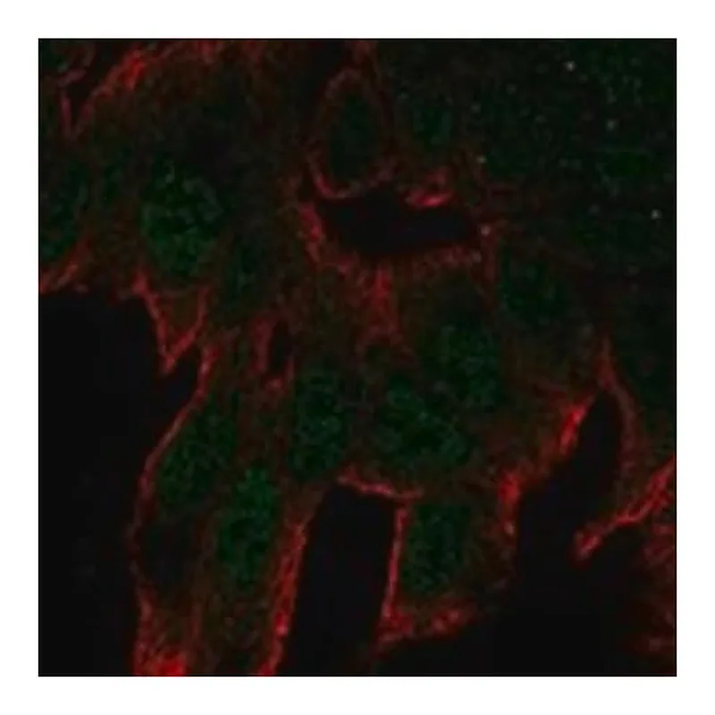 Merck Anti-C11ORF53 antibody produced in rabbit