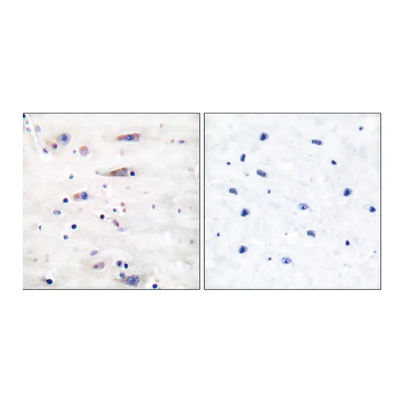 Merck Anti-NMDAR1 antibody produced in rabbit