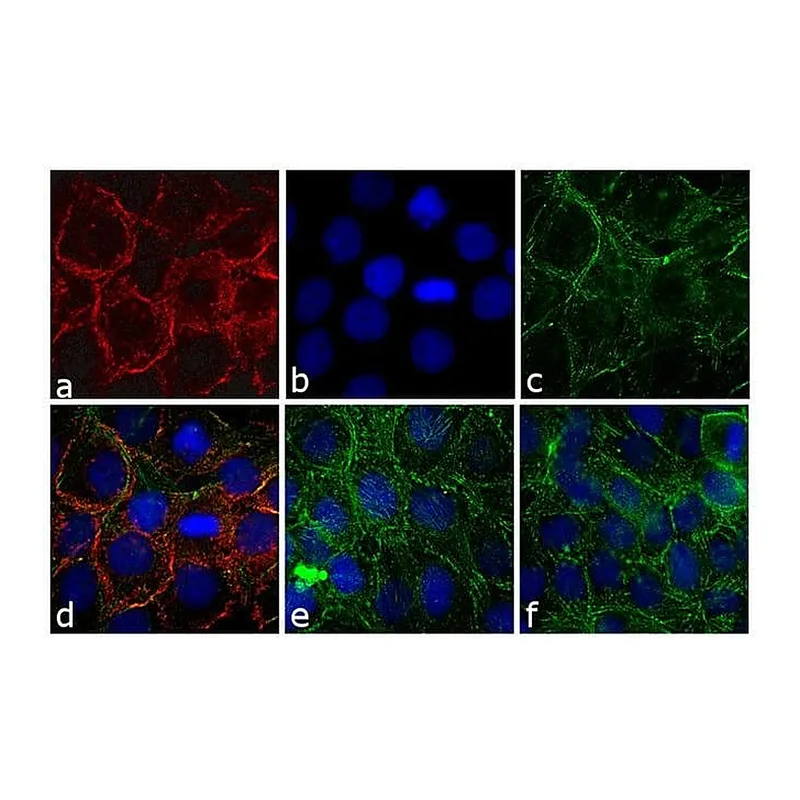 Thermo Fisher Scientific Donkey anti-Rabbit IgG (H+L) Cross-Adsorbed Secondary Antibody, DyLight 650