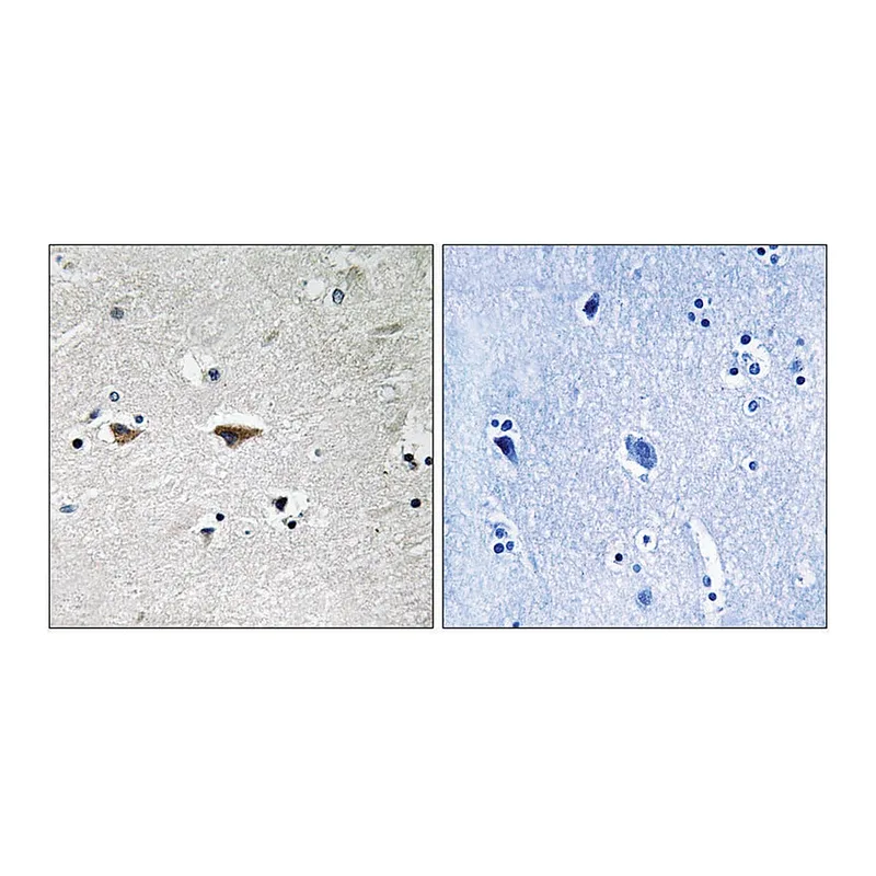 Merck Anti-SRC, N-Terminal antibody produced in rabbit