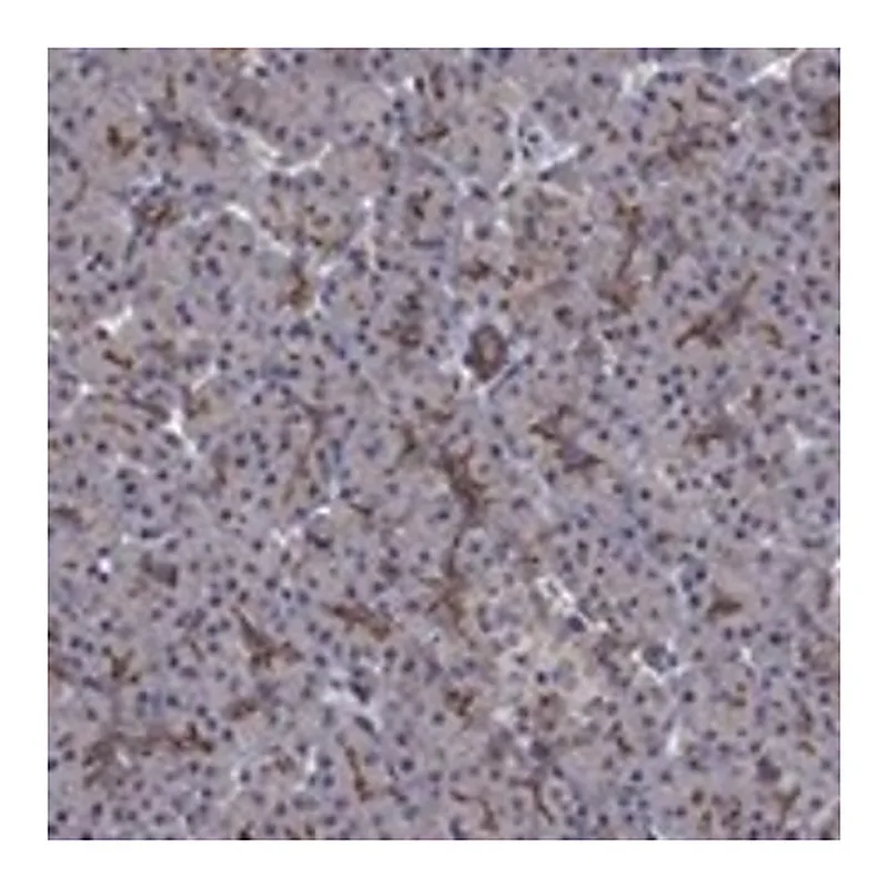 Merck Anti-SLC7A1 antibody produced in rabbit