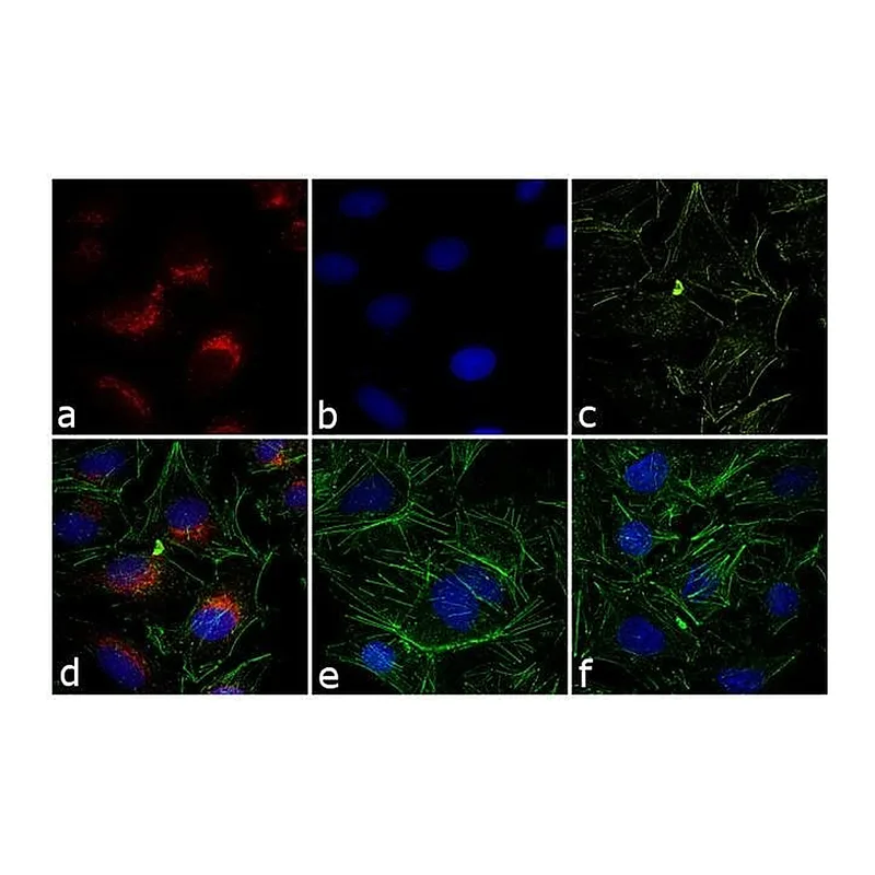 Thermo Fisher Scientific Donkey anti-Rabbit IgG (H+L) Highly Cross-Adsorbed Secondary Antibody, Alexa Fluor 568