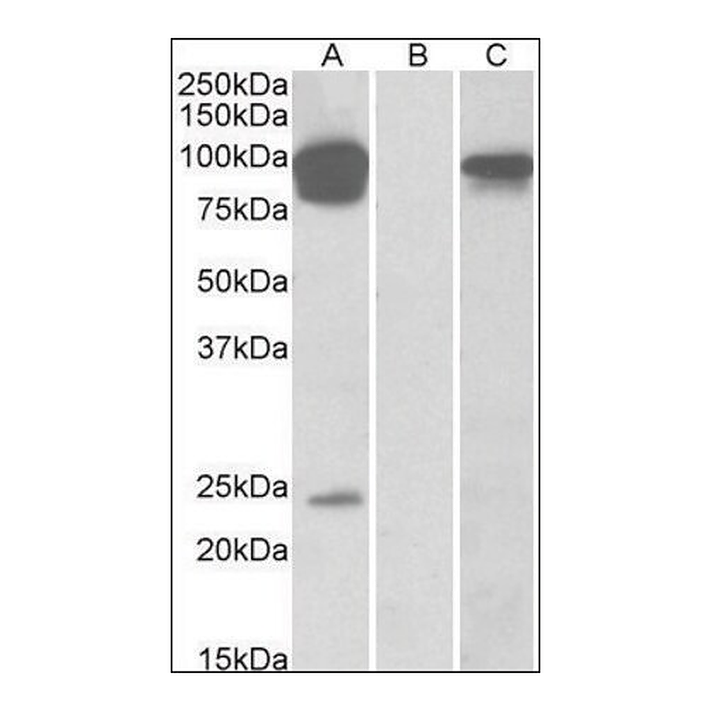 Merck Anti-TRPV3 antibody produced in goat